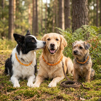 Bernstein-Halskette für Hunde - Zeckenschutz