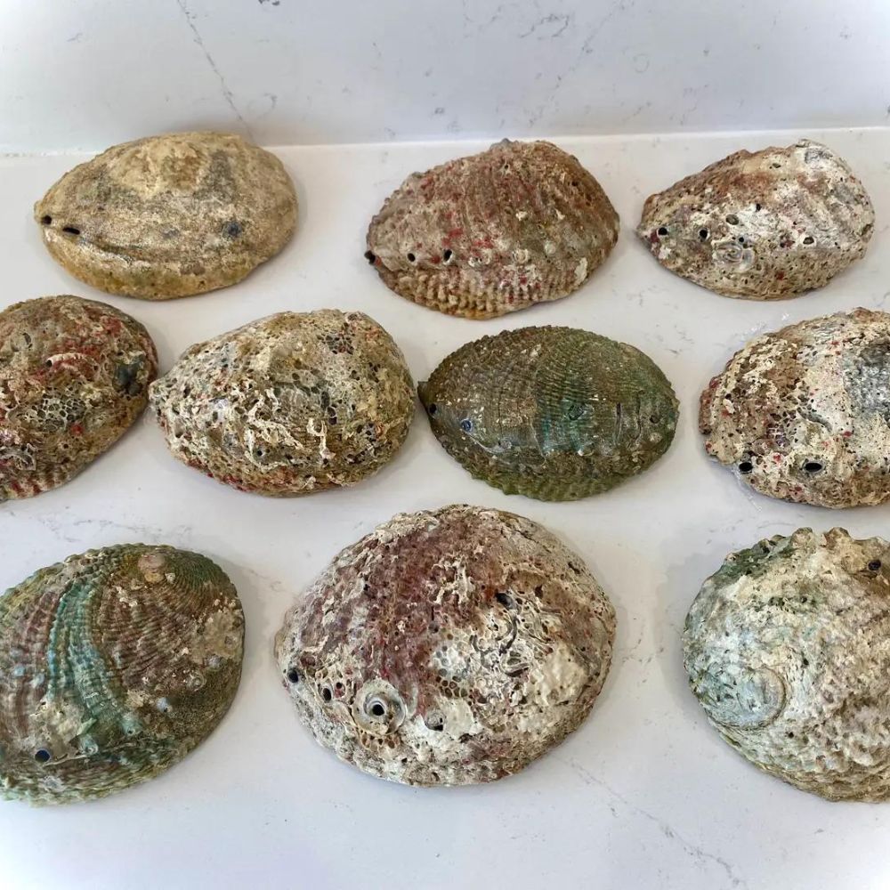 
                  
                    Abalone Muschel Schale groß 0 Dein Heiliges Chakra   
                  
                