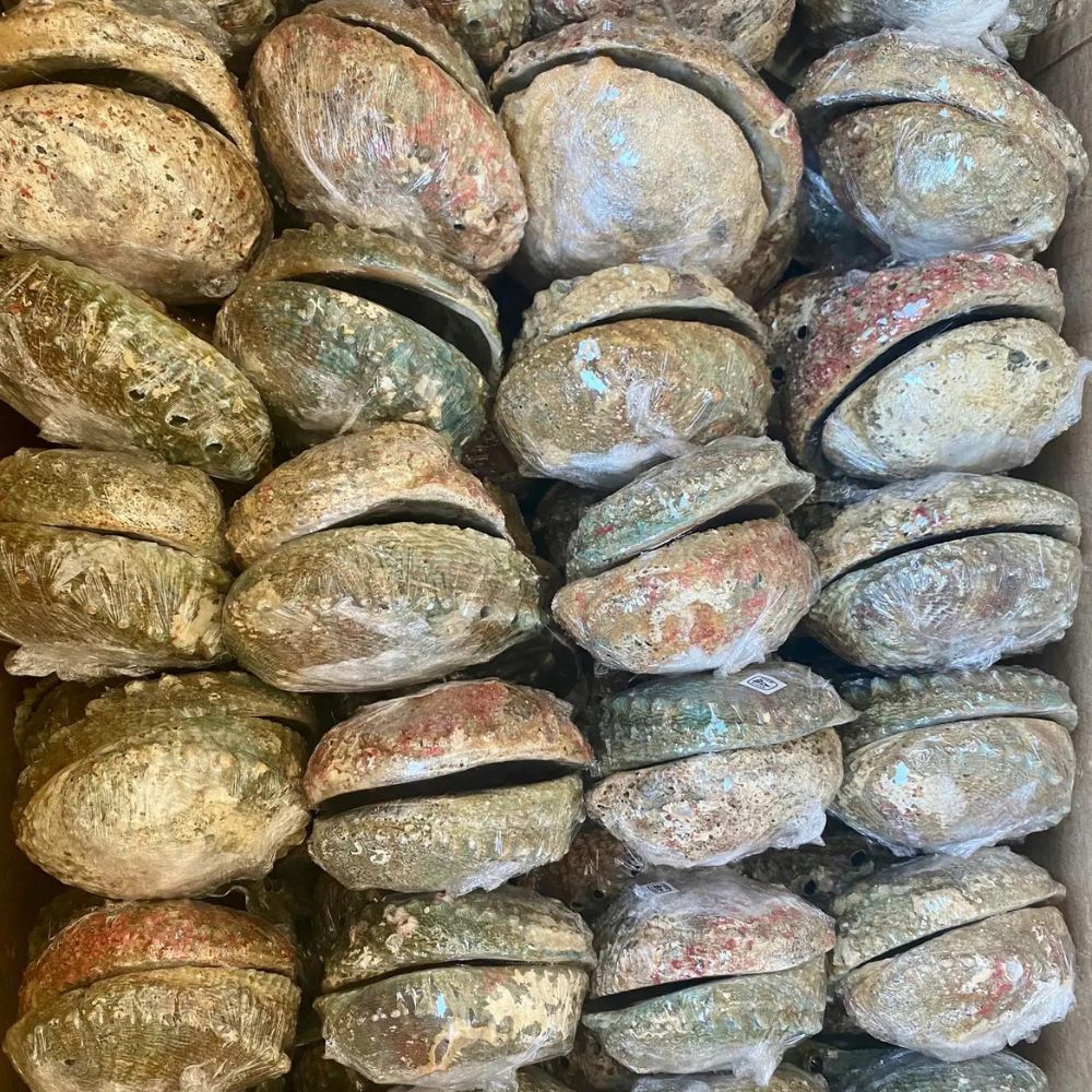 
                  
                    Abalone Muschel Schale groß 0 Dein Heiliges Chakra   
                  
                